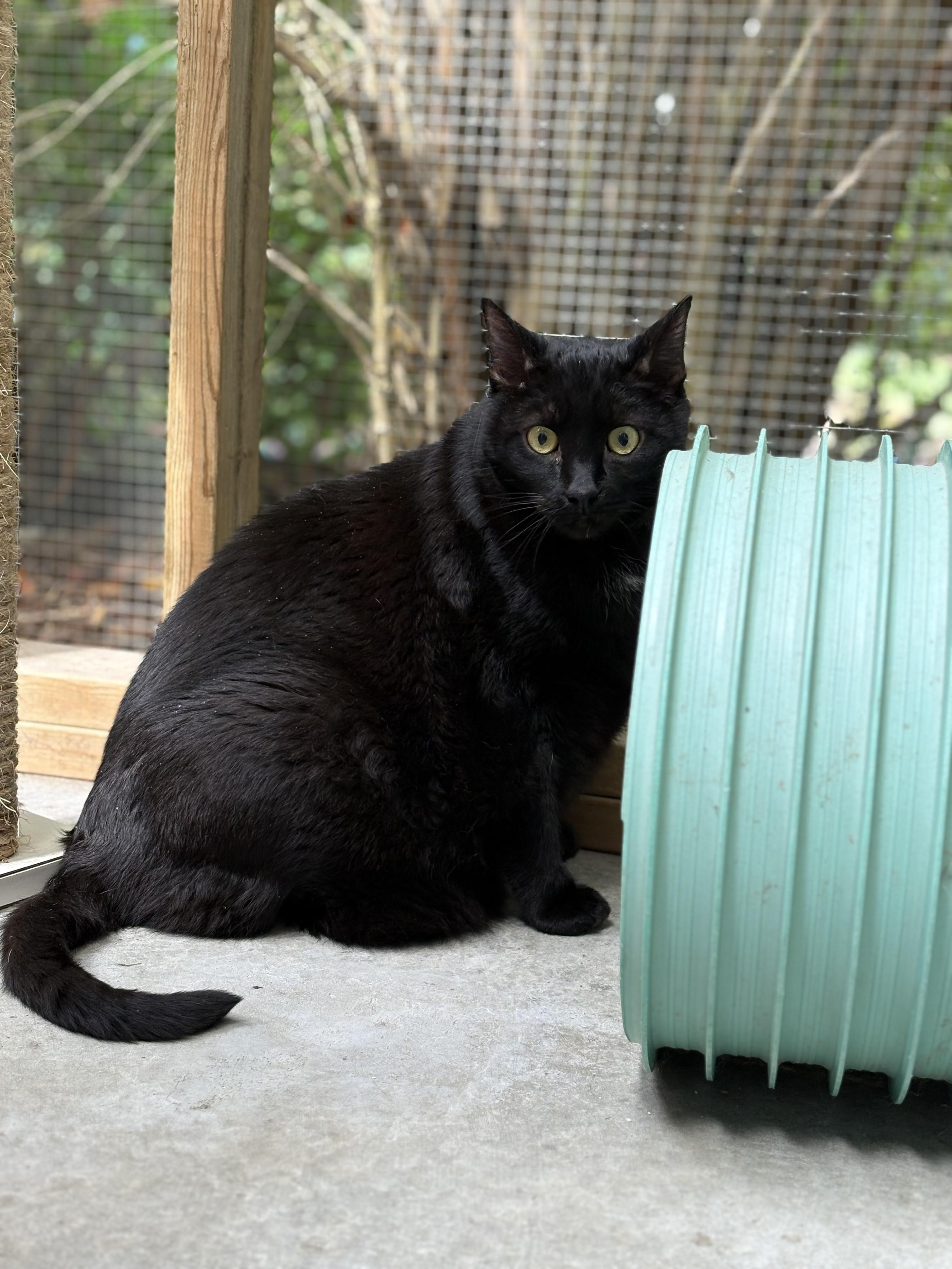 Lancelot, Adoptable, Adult Male Domestic Short Hair.