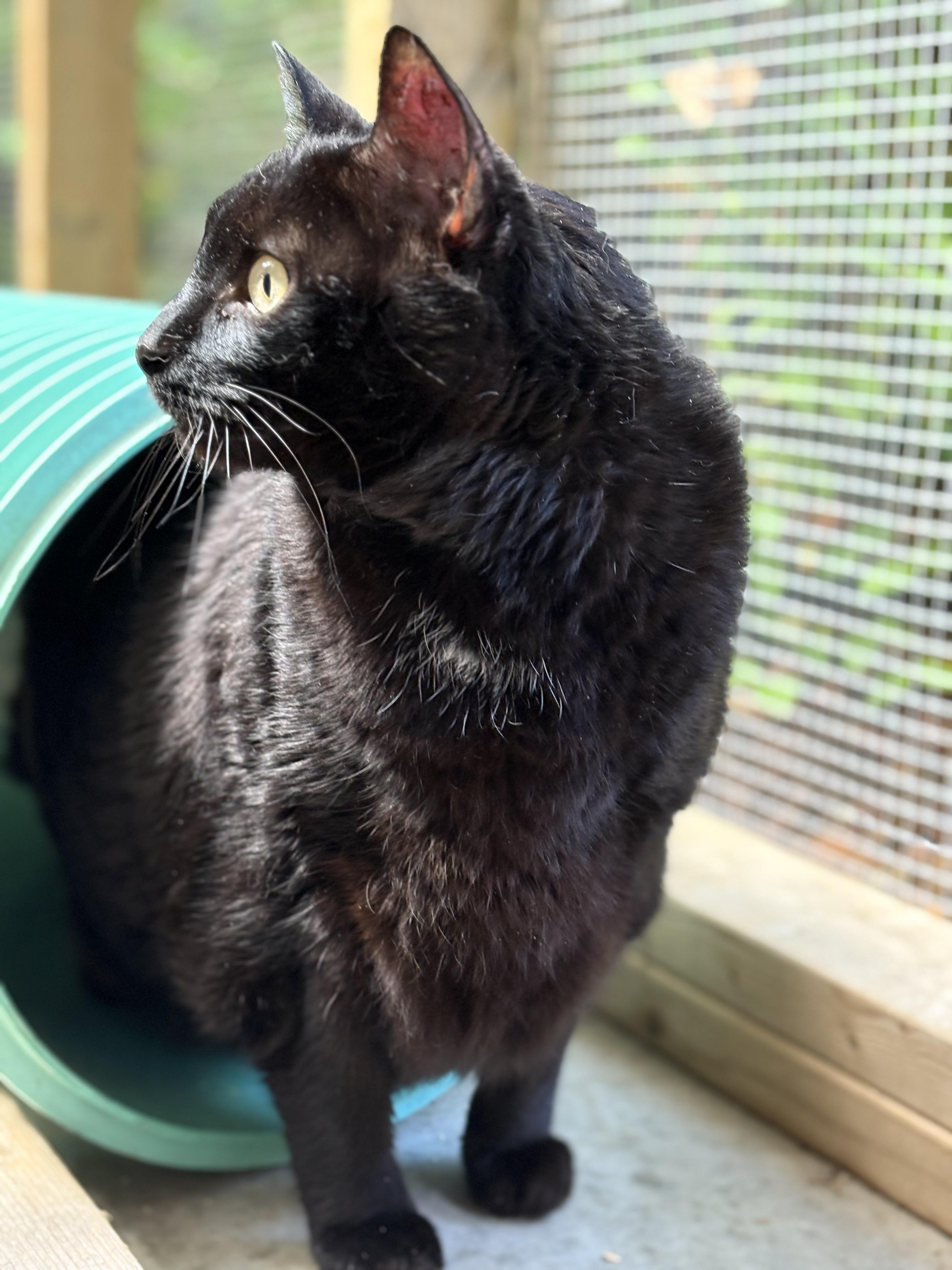 Lancelot, a Adoptable Domestic Short Hair in East Garafraxa, ON image 2/3