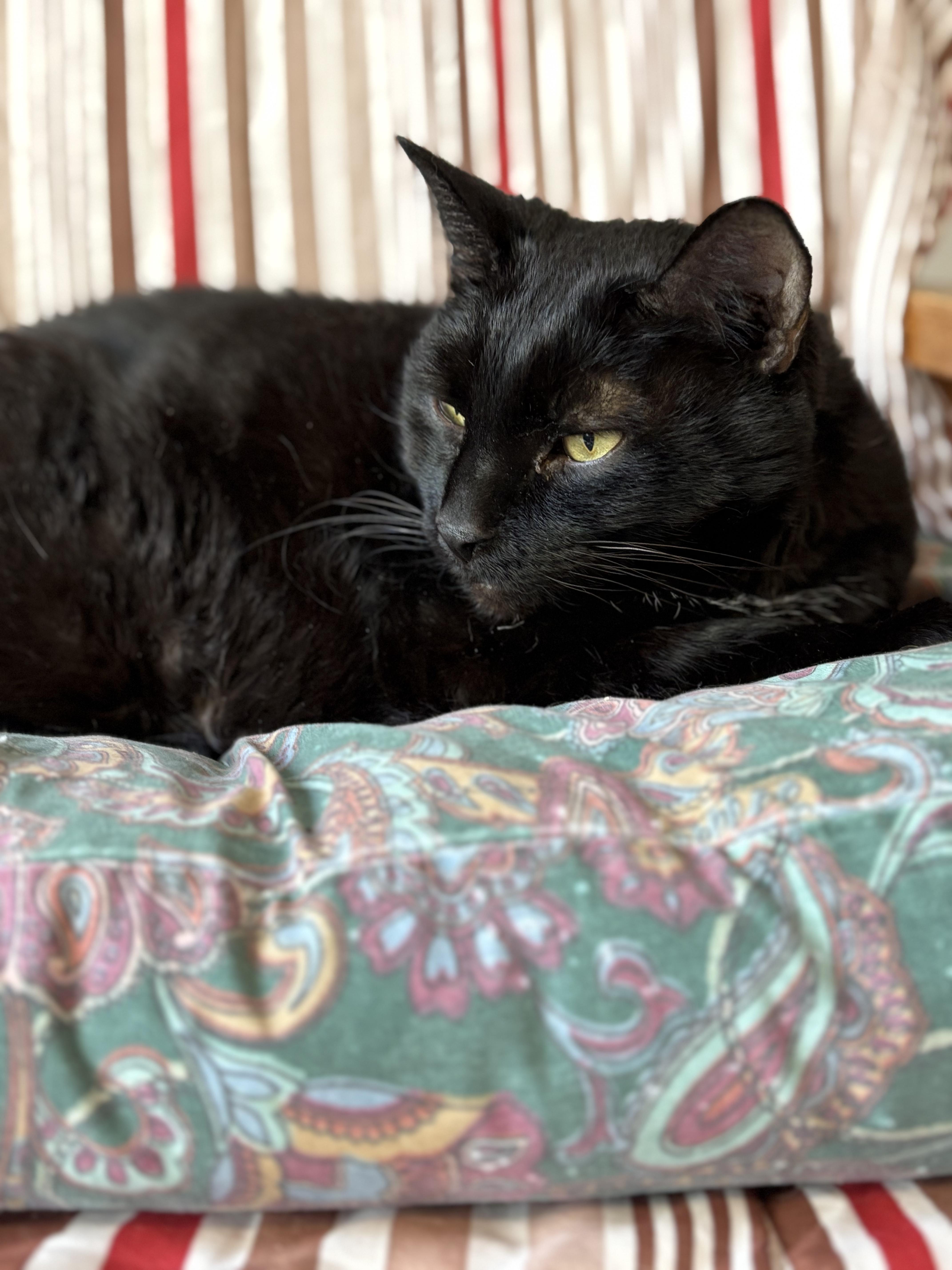 Lancelot, a Adoptable Domestic Short Hair in East Garafraxa, ON image 3/3