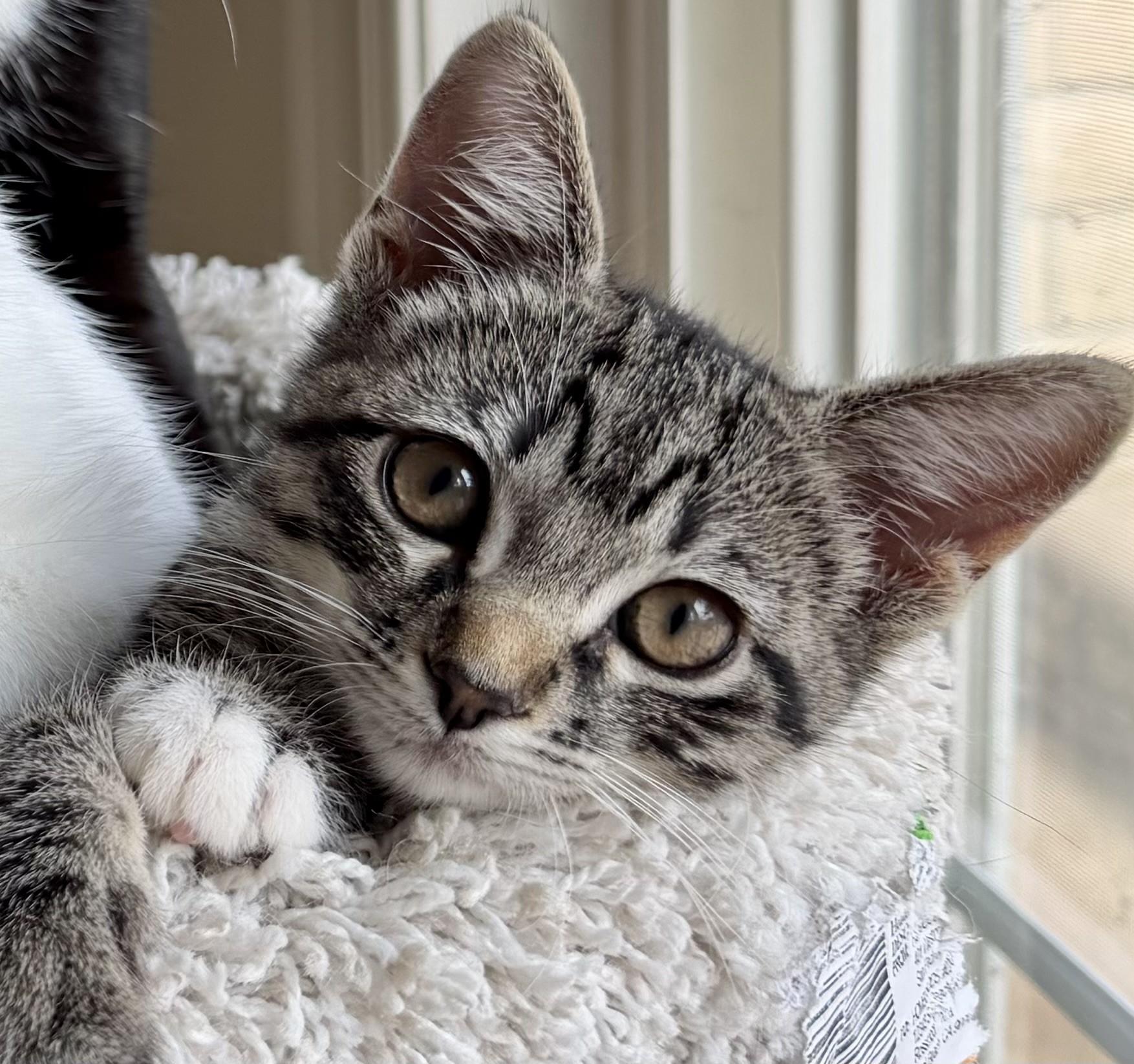 Enlarge Tabitha, a Adoptable Domestic Short Hair image 1/3