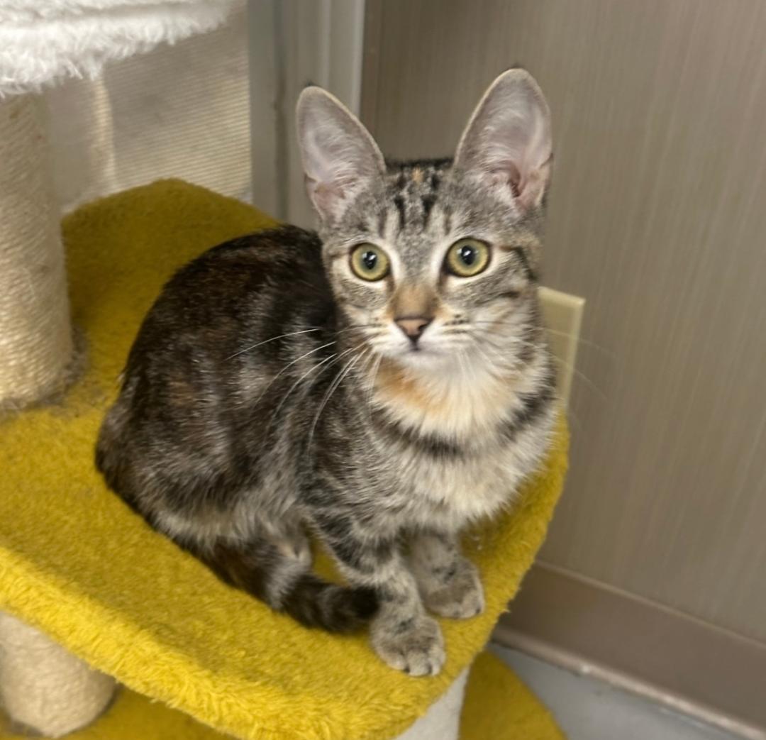 Enlarge June, a Adoptable Tabby in West Hills, CA image 1/3