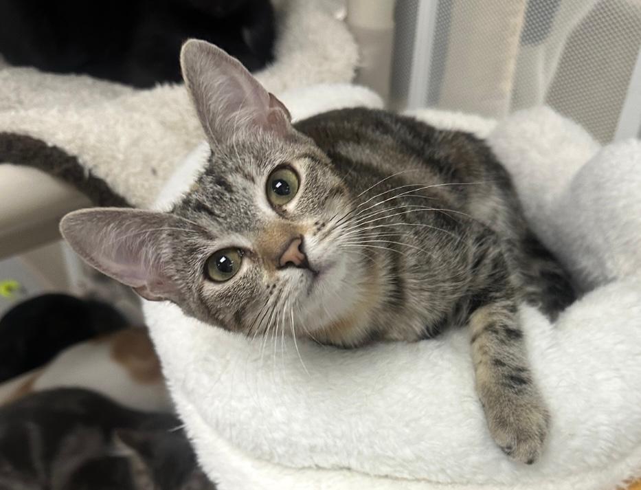 Enlarge June, a Adoptable Tabby in West Hills, CA image 2/3