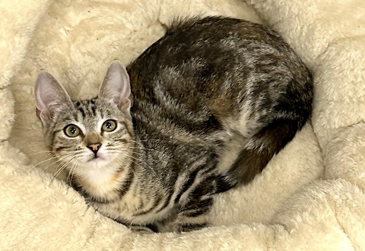 Enlarge June, a Adoptable Tabby in West Hills, CA image 3/3