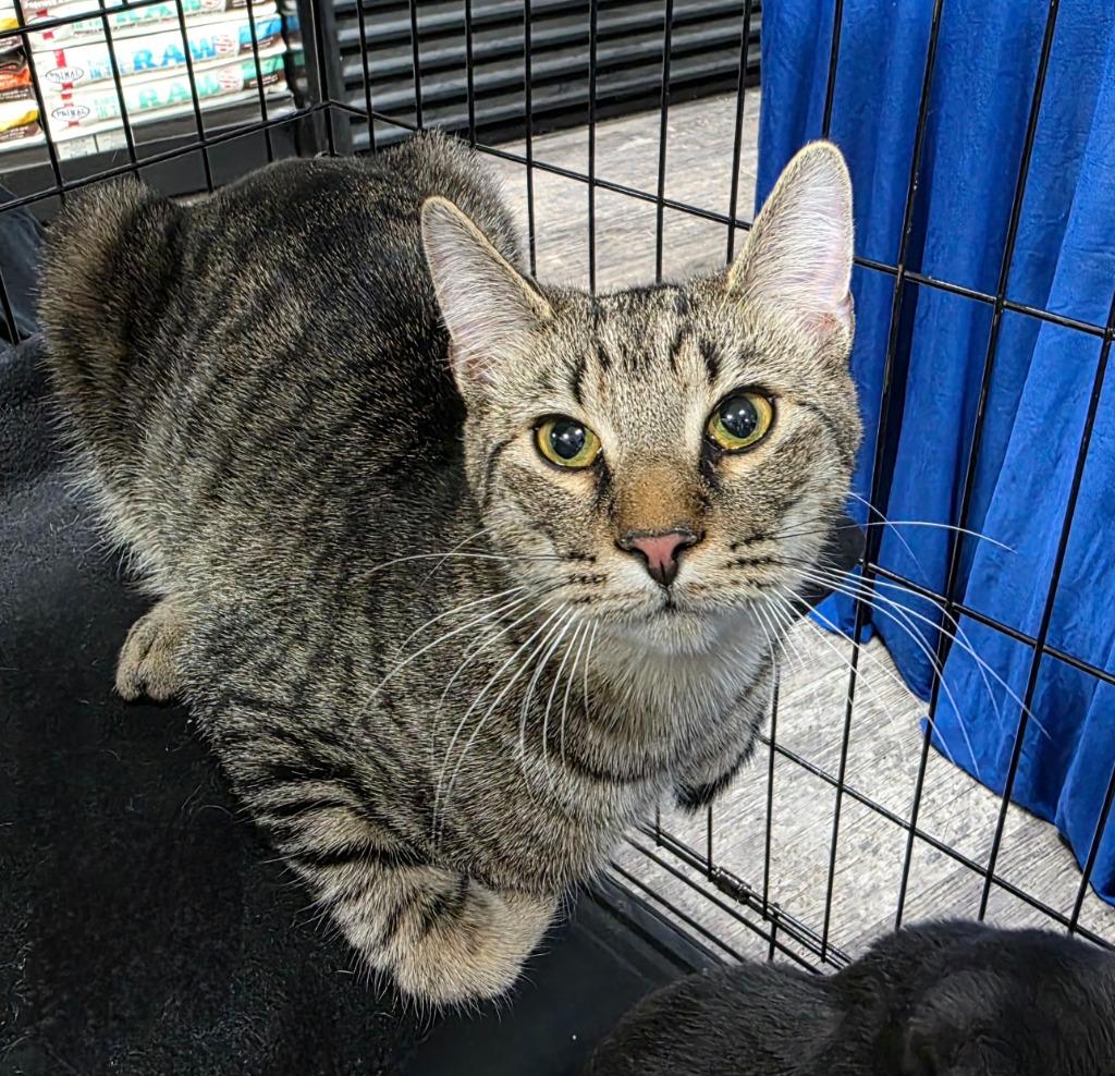 Anthony (Tiny), Adoptable, Young Male Domestic Short Hair.
