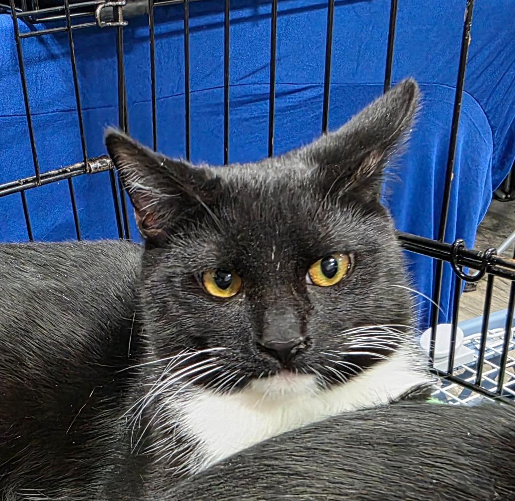 Anthony (Tiny), a Adoptable mixed breed in Buford, GA image 2/6