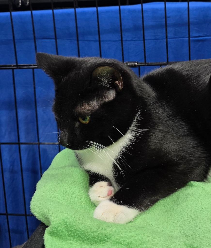 Anthony (Tiny), a Adoptable mixed breed in Buford, GA image 3/6