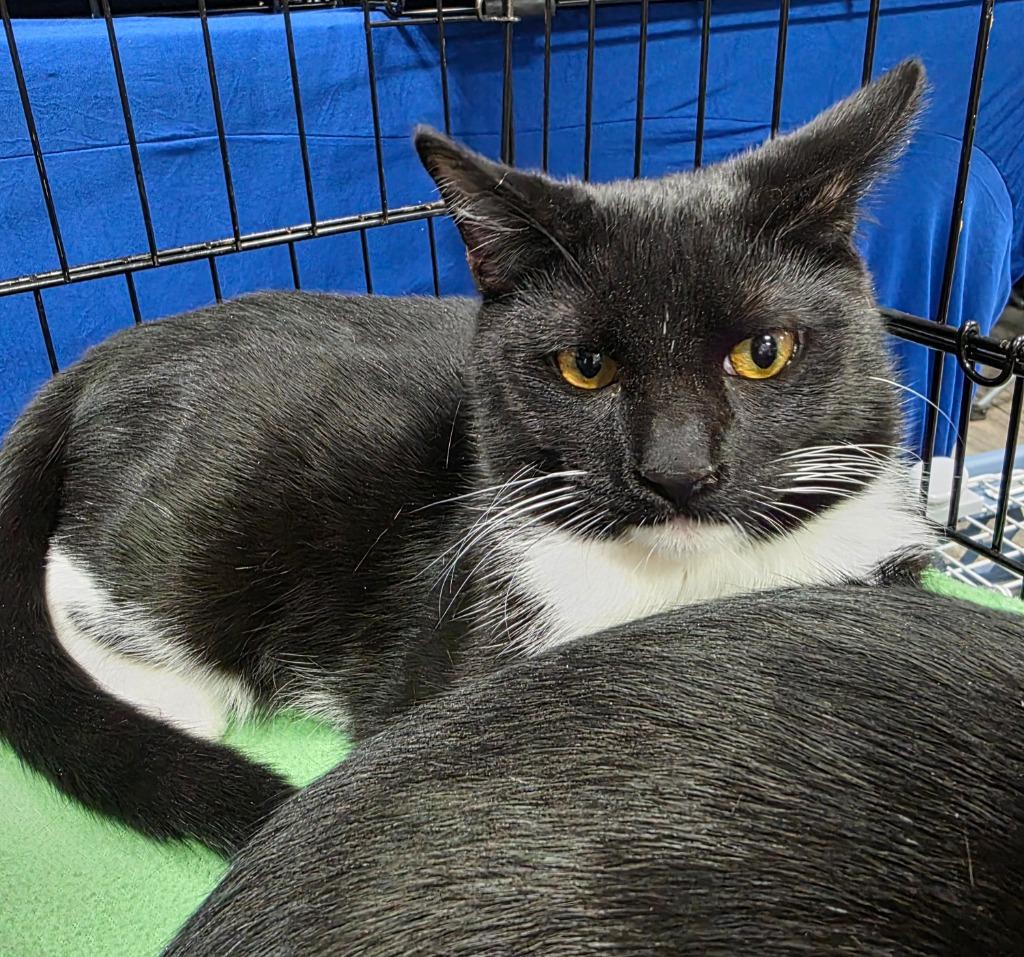 Anthony (Tiny), a Adoptable mixed breed in Buford, GA image 5/6