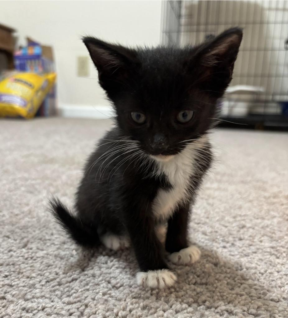 Enlarge Tiny, a Adoptable mixed breed in Buford, GA image 1/1