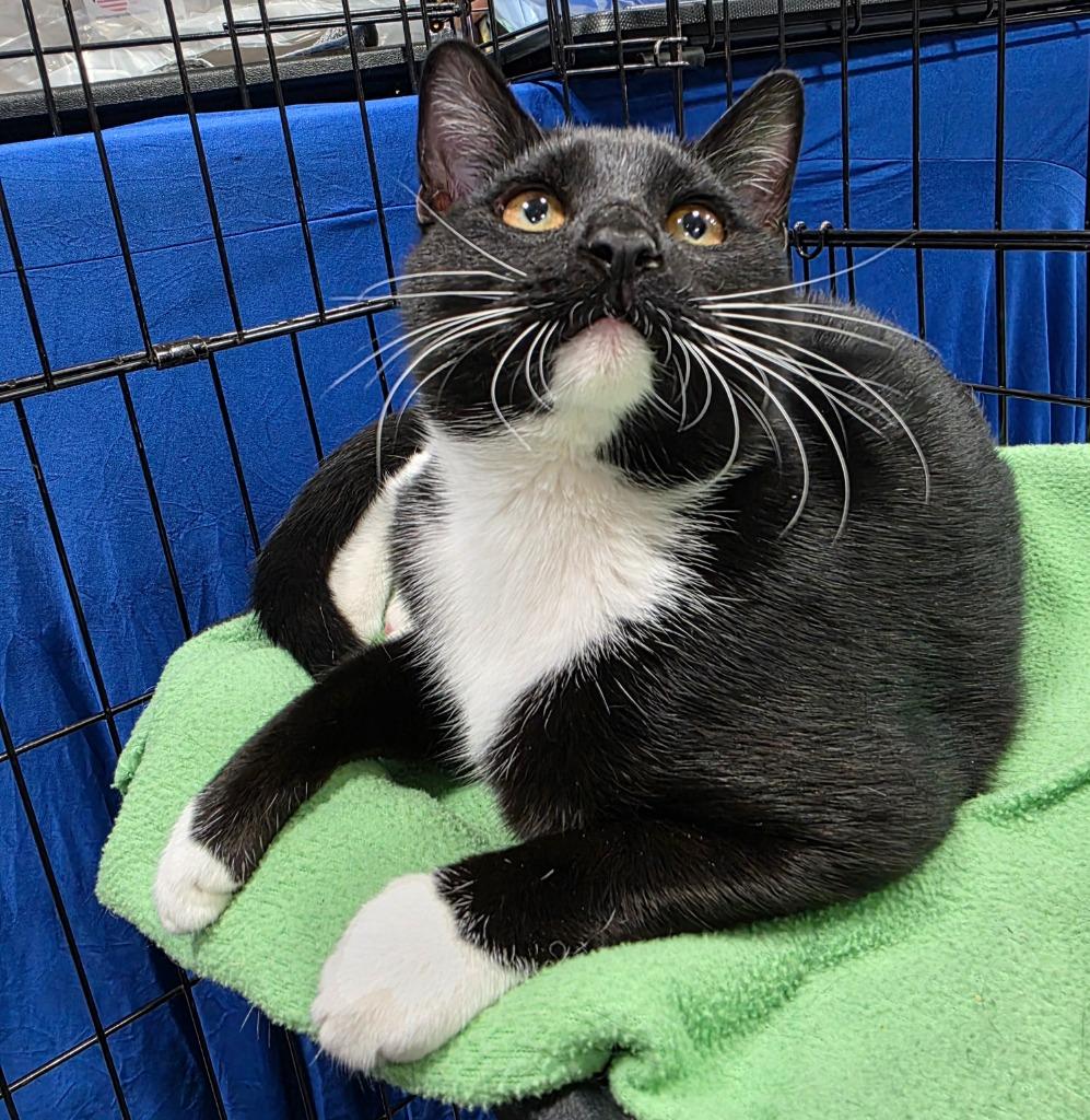 Anthony (Tiny), a Adoptable mixed breed in Buford, GA image 6/6