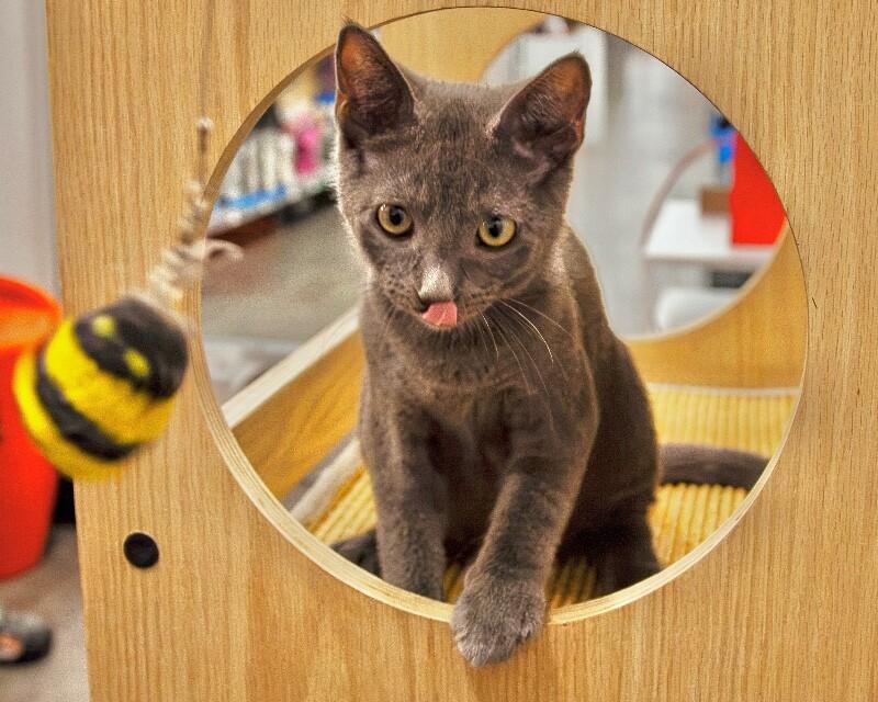 Woody, Adoptable, Young Male Domestic Short Hair.