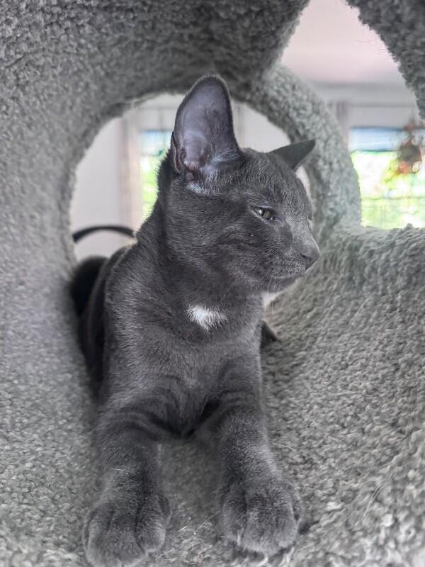 Enlarge Woody, a Adoptable Domestic Short Hair in North Babylon, NY image 2/6
