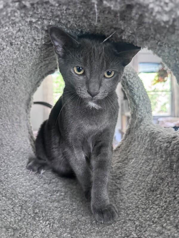 Enlarge Woody, a Adoptable Domestic Short Hair in North Babylon, NY image 4/6