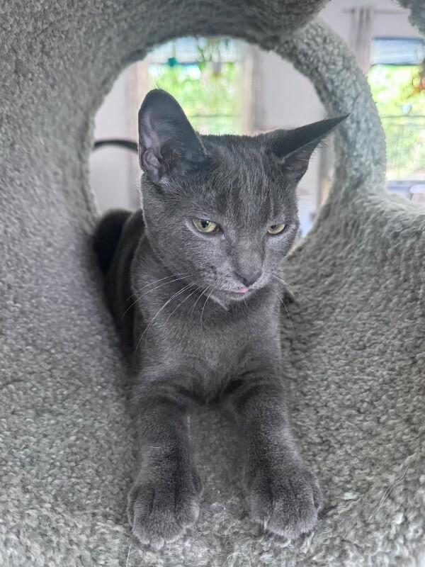 Enlarge Woody, a Adoptable Domestic Short Hair in North Babylon, NY image 5/6