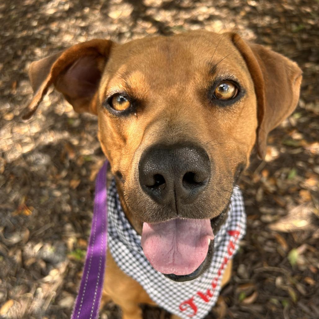 Thomas, a Adoptable Mixed Breed in Sarasota, FL image 1/6