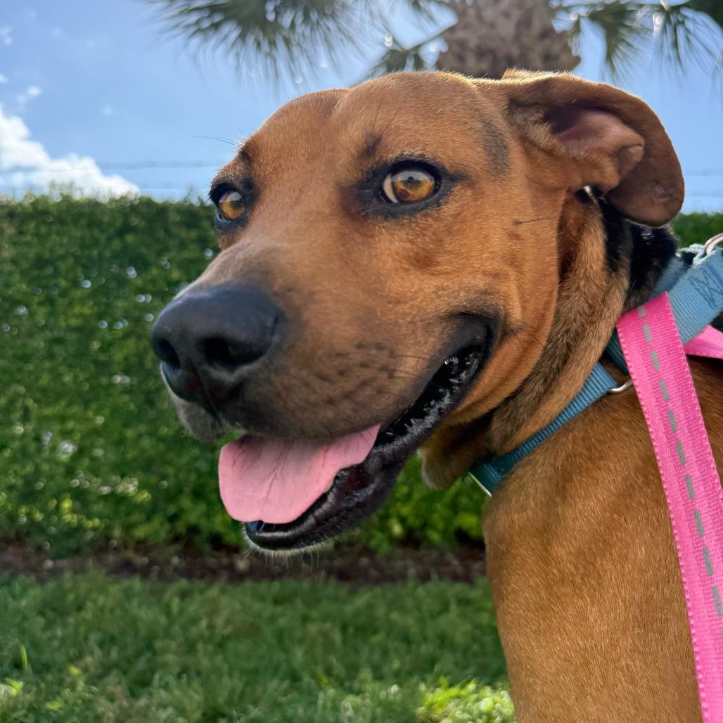 Thomas, a Adoptable Mixed Breed in Sarasota, FL image 2/6