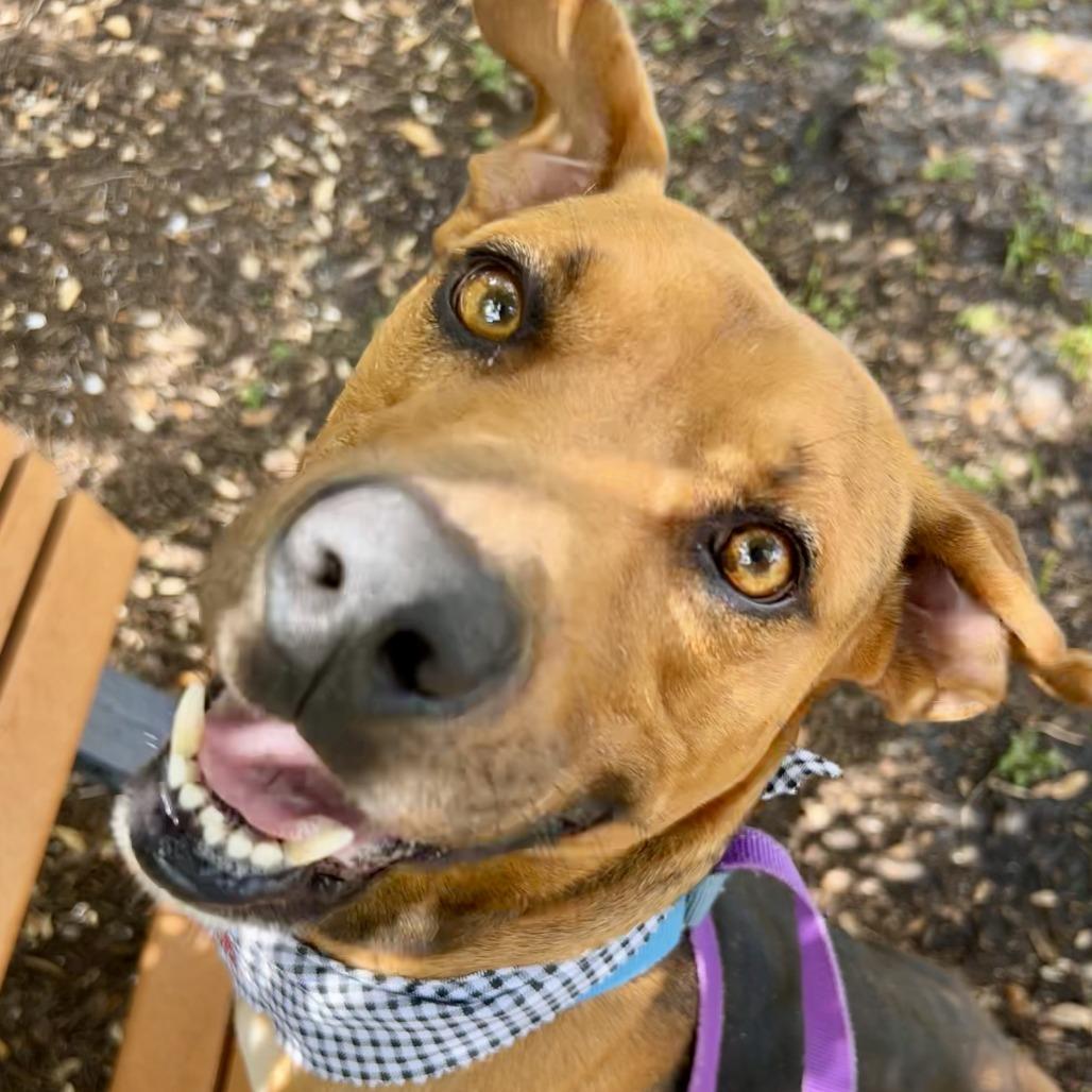Thomas, a Adoptable Mixed Breed in Sarasota, FL image 3/6