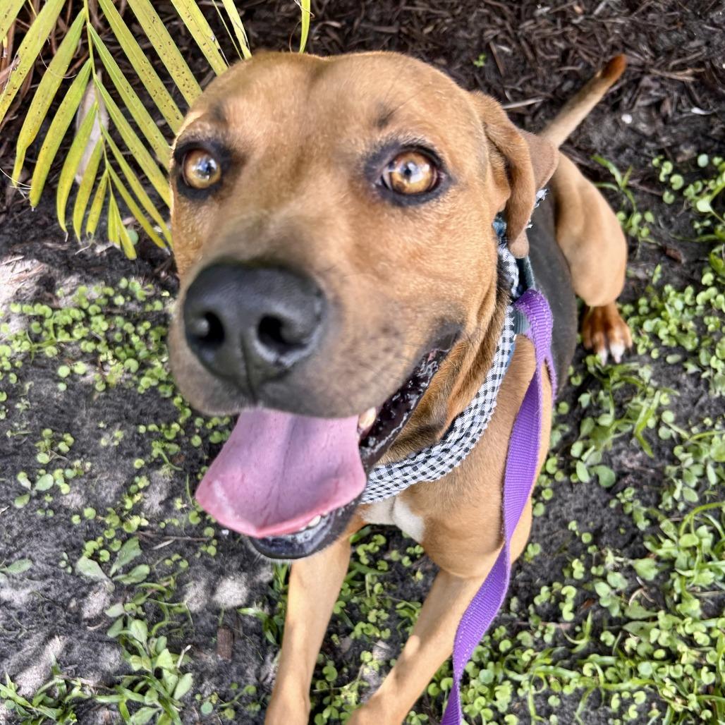 Thomas, a Adoptable Mixed Breed in Sarasota, FL image 4/6