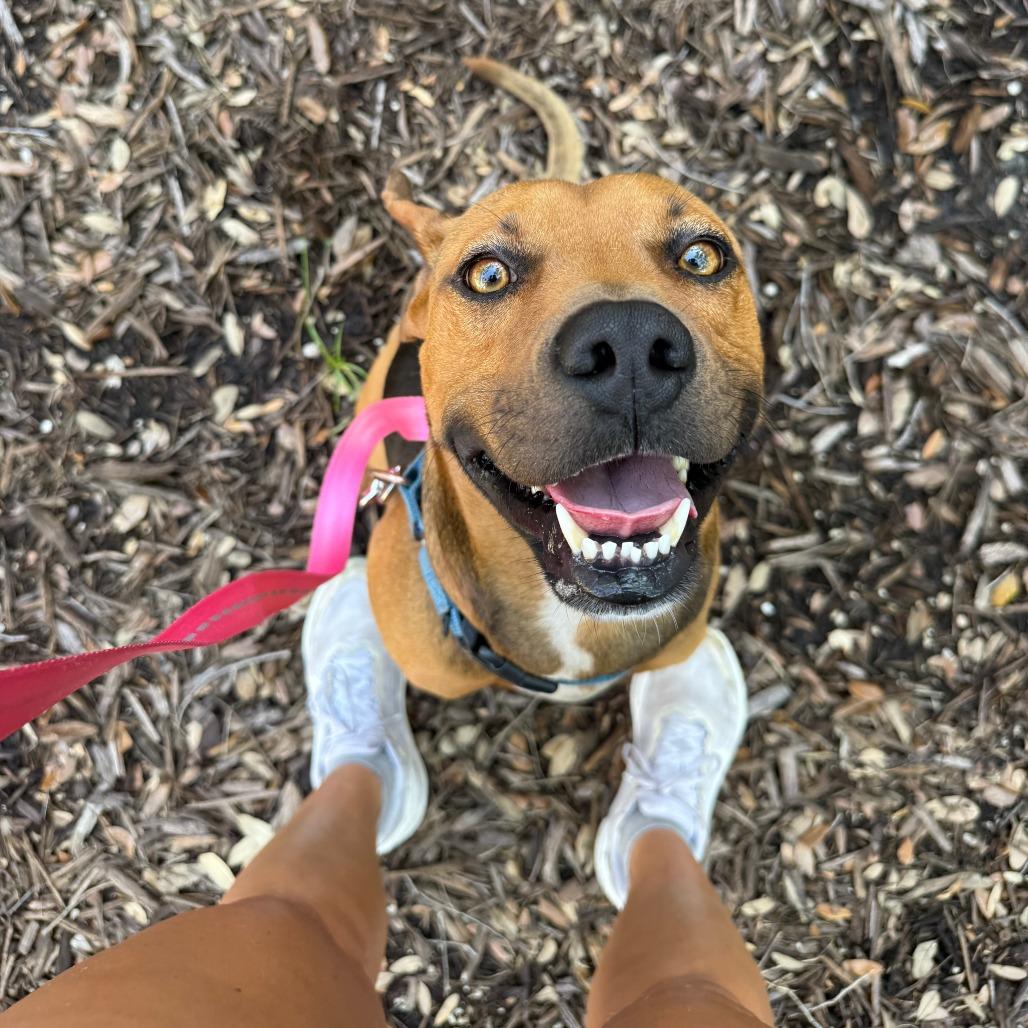Thomas, a Adoptable Mixed Breed in Sarasota, FL image 5/6