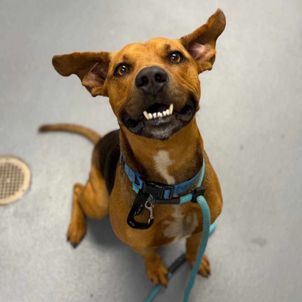 Thomas, a Adoptable Mixed Breed in Sarasota, FL image 6/6