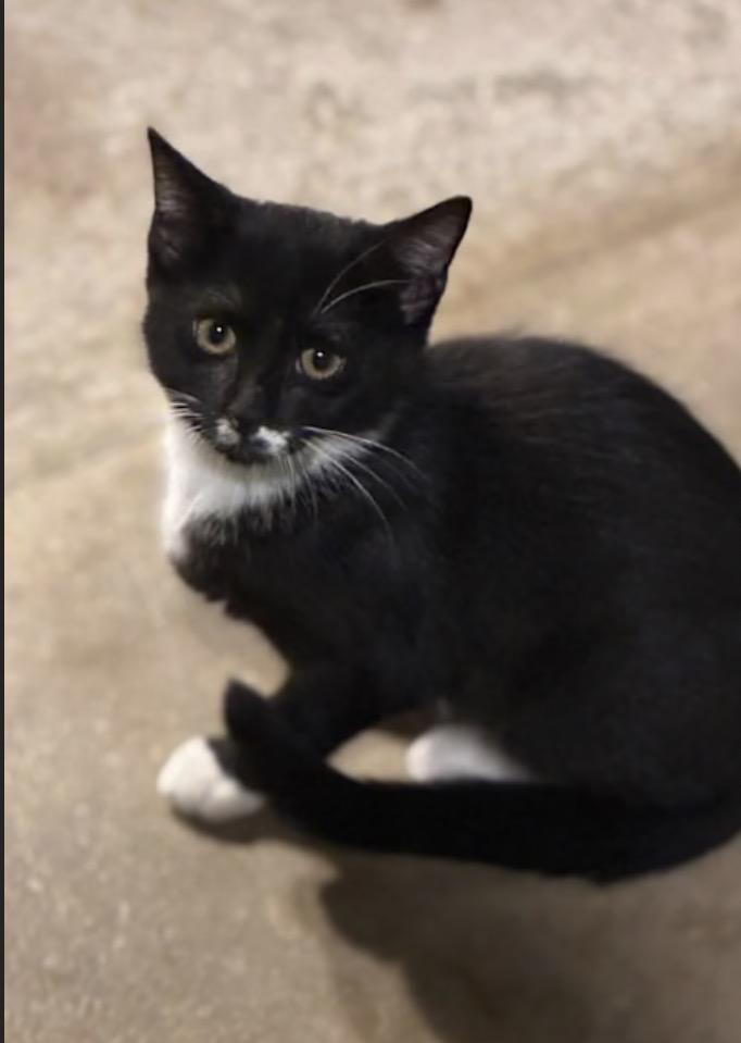 Rivian, Adoptable, Young Female Domestic Short Hair.