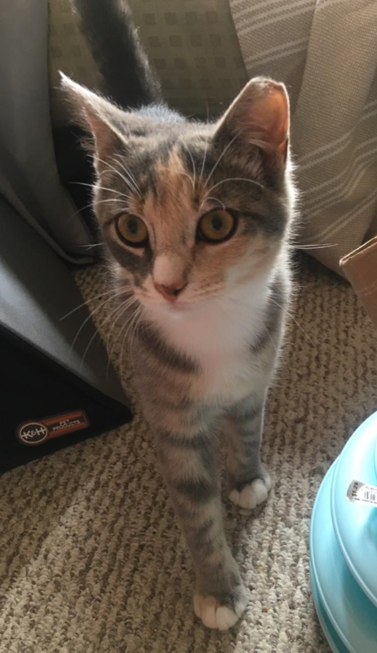 Miracle, Baby Female Domestic Short Hair
