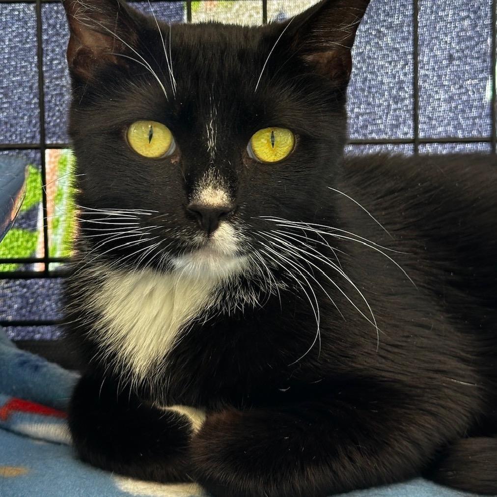 Schnapps, Adoptable, Adult Female Domestic Short Hair.