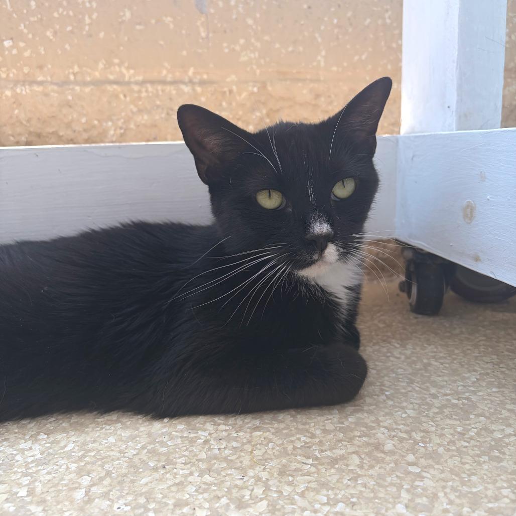 Schnapps, a Adoptable Domestic Short Hair in Deerfield, IL image 2/3