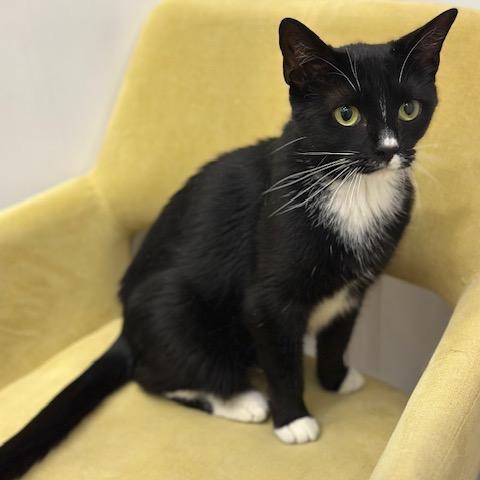 Schnapps, a Adoptable Domestic Short Hair in Deerfield, IL image 3/3