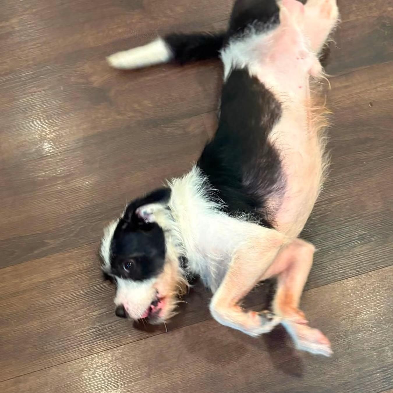 Moo, a Adoptable mixed breed in Midland, MI image 2/6