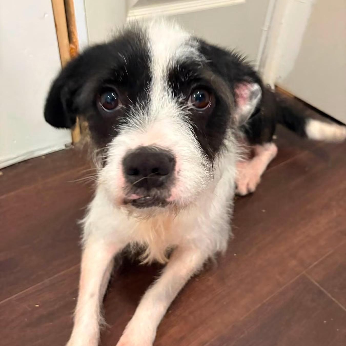 Moo, a Adoptable mixed breed in Midland, MI image 4/6
