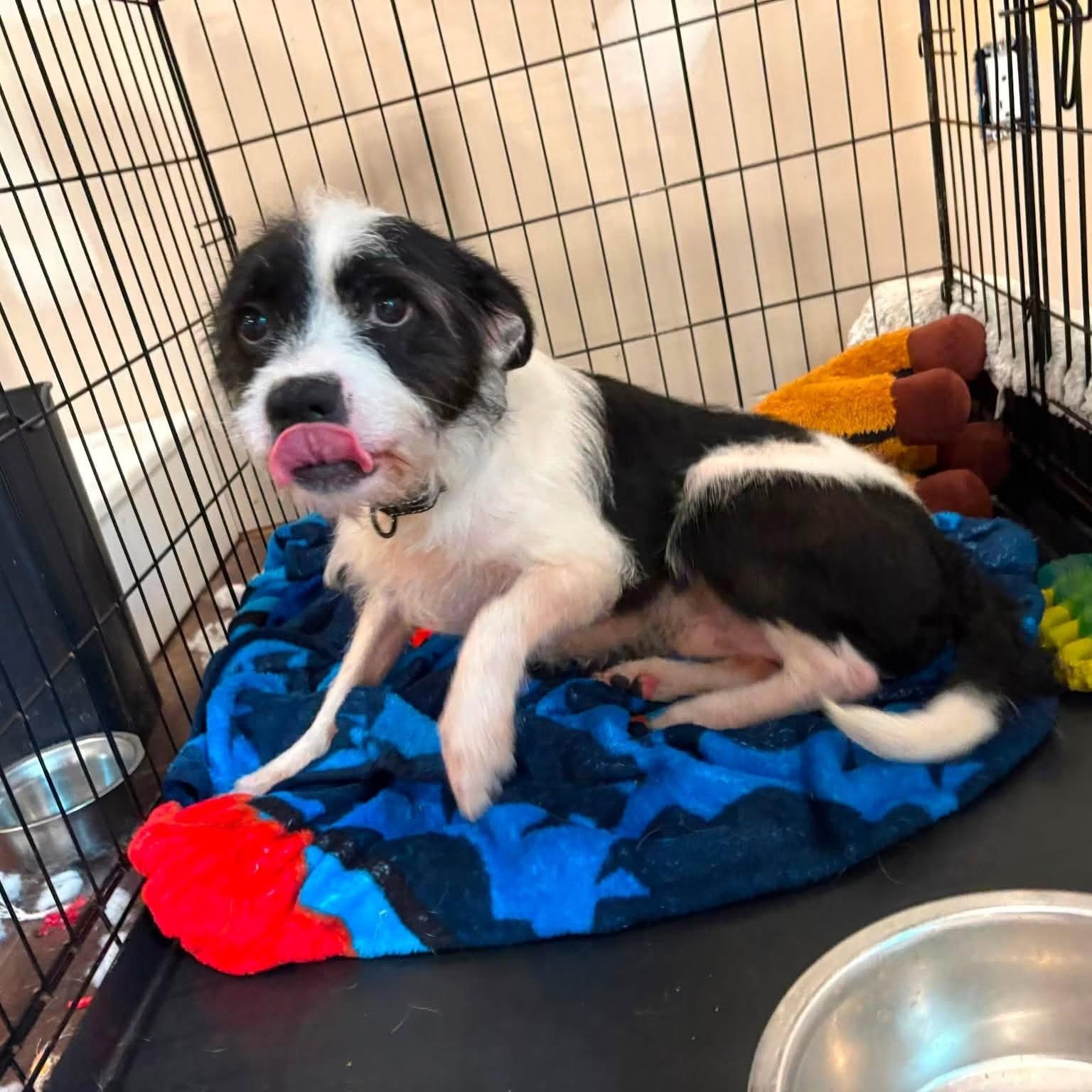 Moo, a Adoptable mixed breed in Midland, MI image 6/6