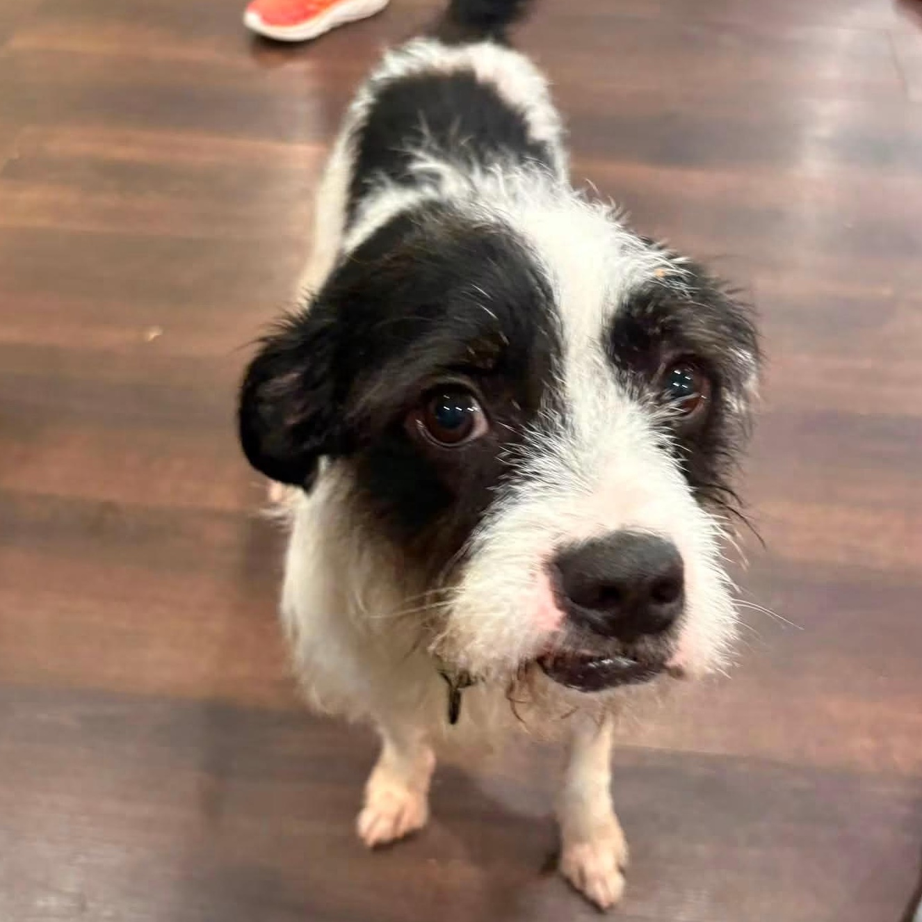 Moo, a Adoptable mixed breed in Midland, MI image 3/6