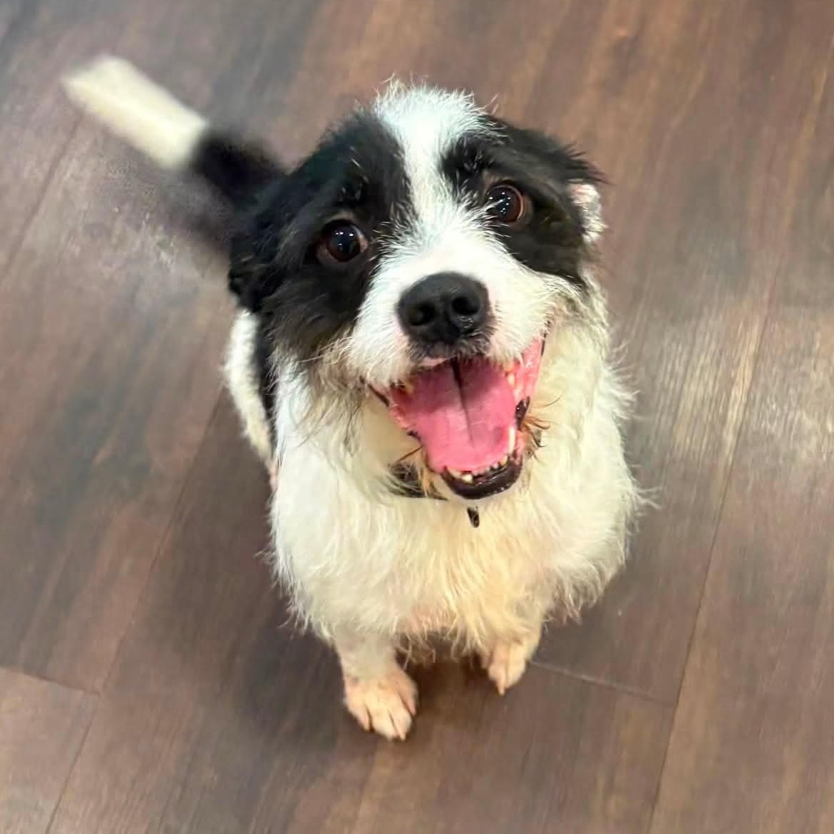 Moo, a Adoptable mixed breed in Midland, MI image 5/6