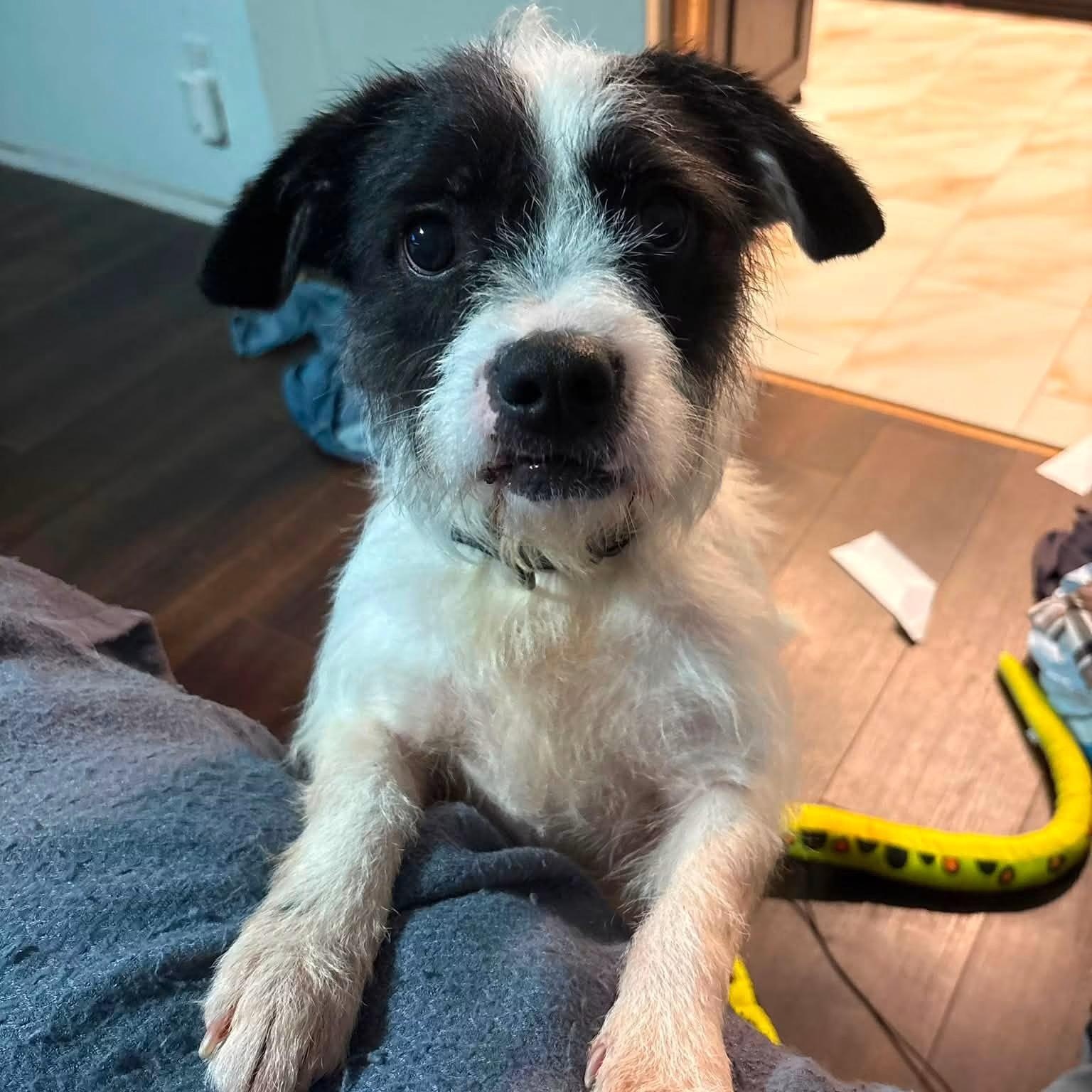 Moo, Adoptable, Adult Male Poodle & Chihuahua.