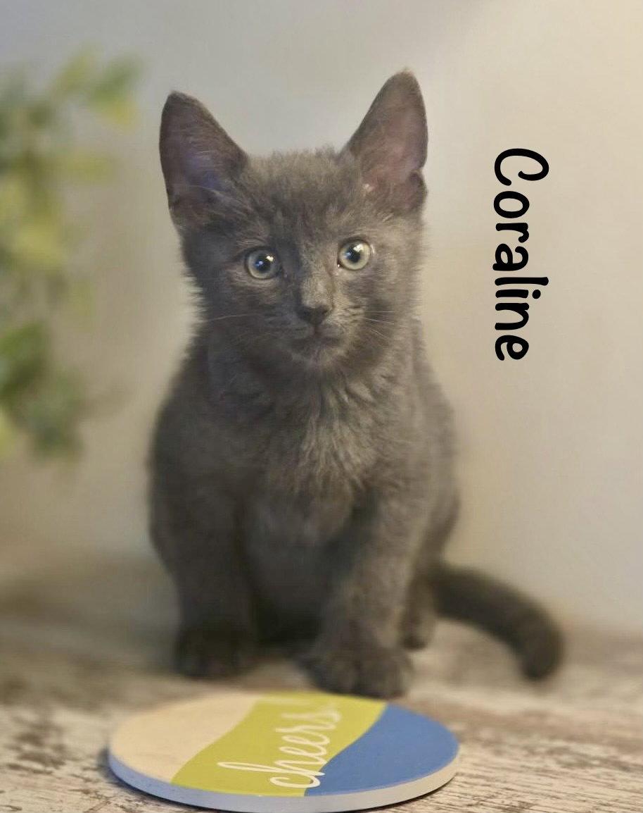 Coraline, Adopted, Kitten Female Domestic Short Hair.