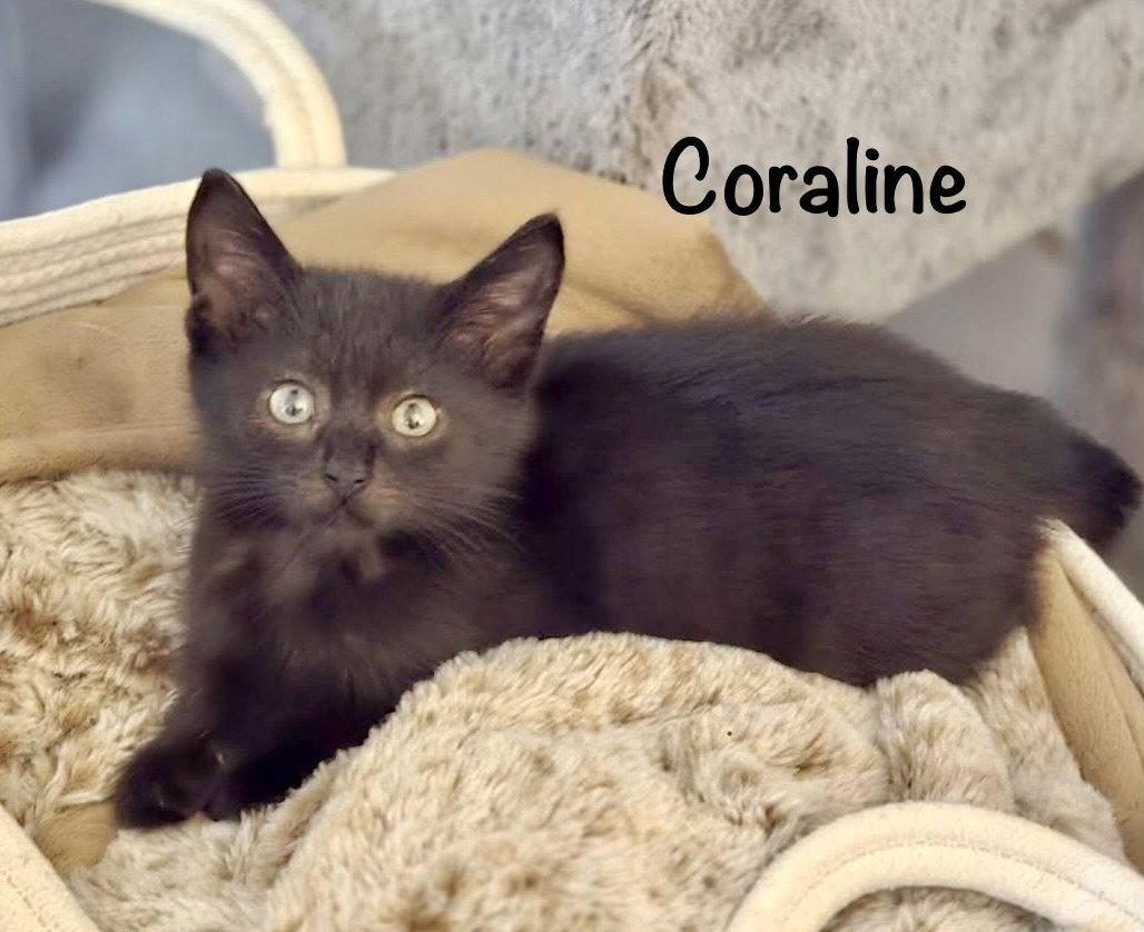 Enlarge Coraline, a Adopted Domestic Short Hair in Reston, VA image 2/3