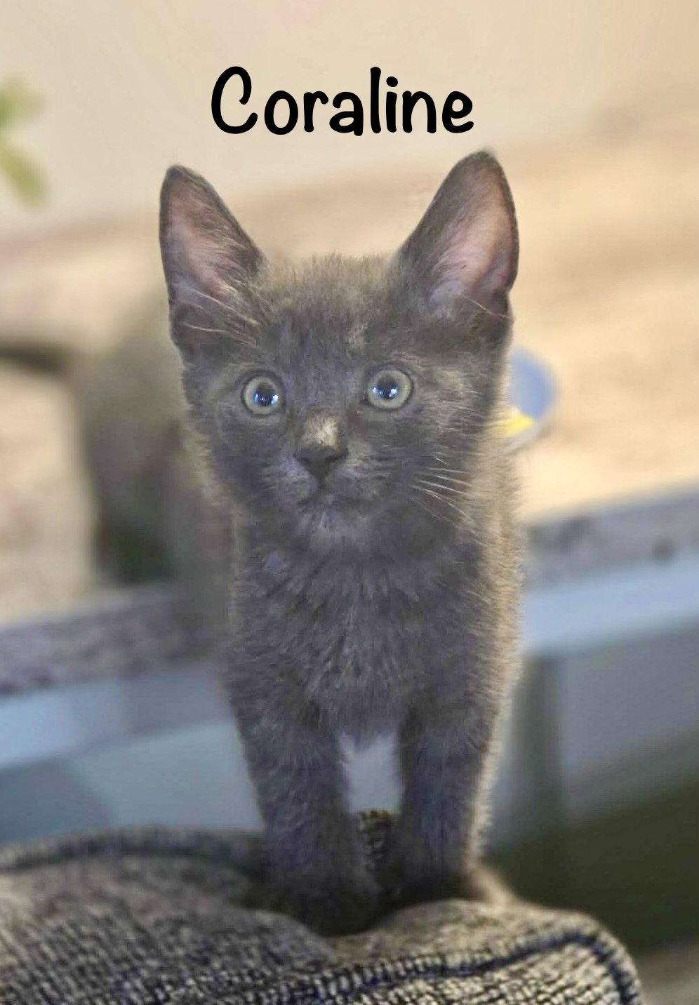 Enlarge Coraline, a Adopted Domestic Short Hair in Reston, VA image 3/3