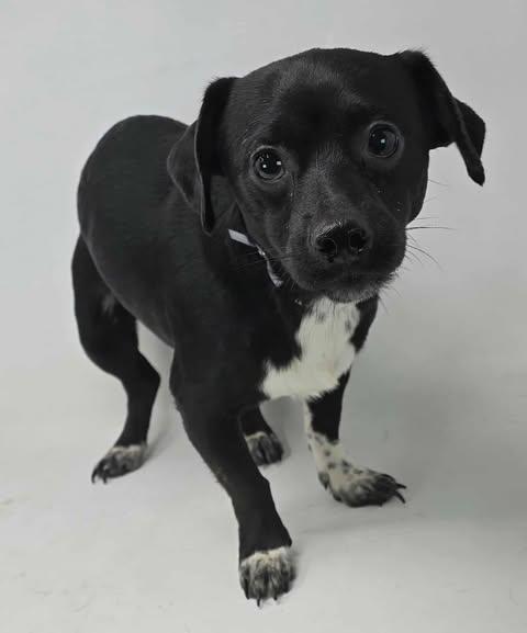 Jelly Donut *Foster Needed*