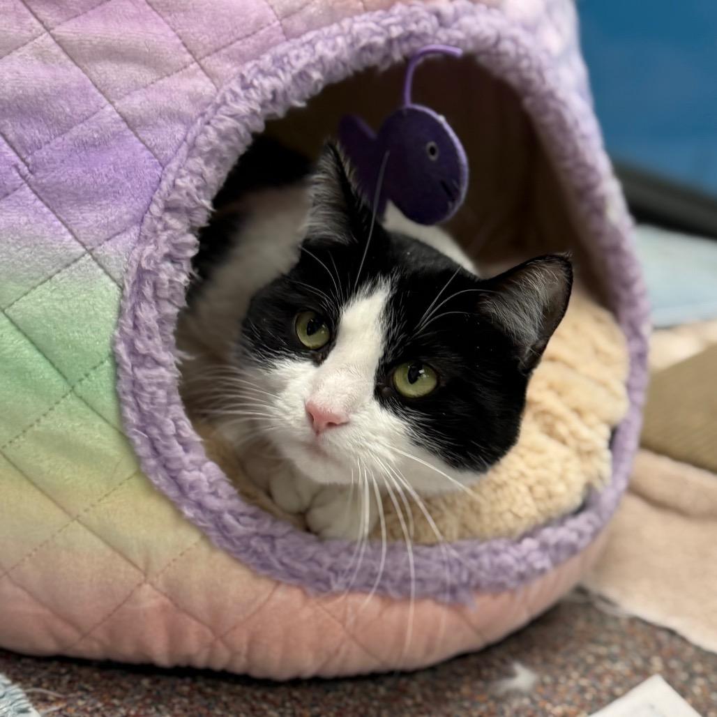 Nebula, Adoptable, Adult Female Domestic Long Hair.