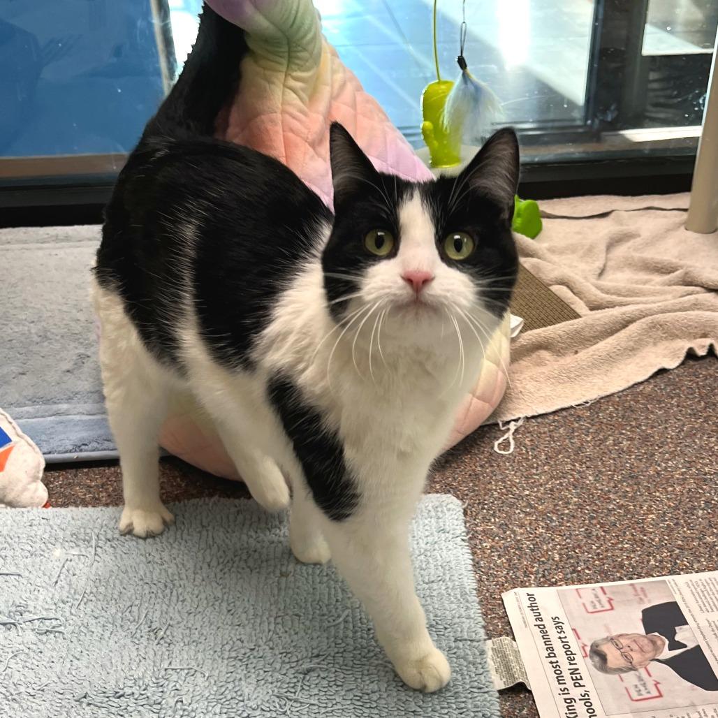 Enlarge Nebula, a Adoptable Domestic Long Hair in Cheyenne, WY image 2/4