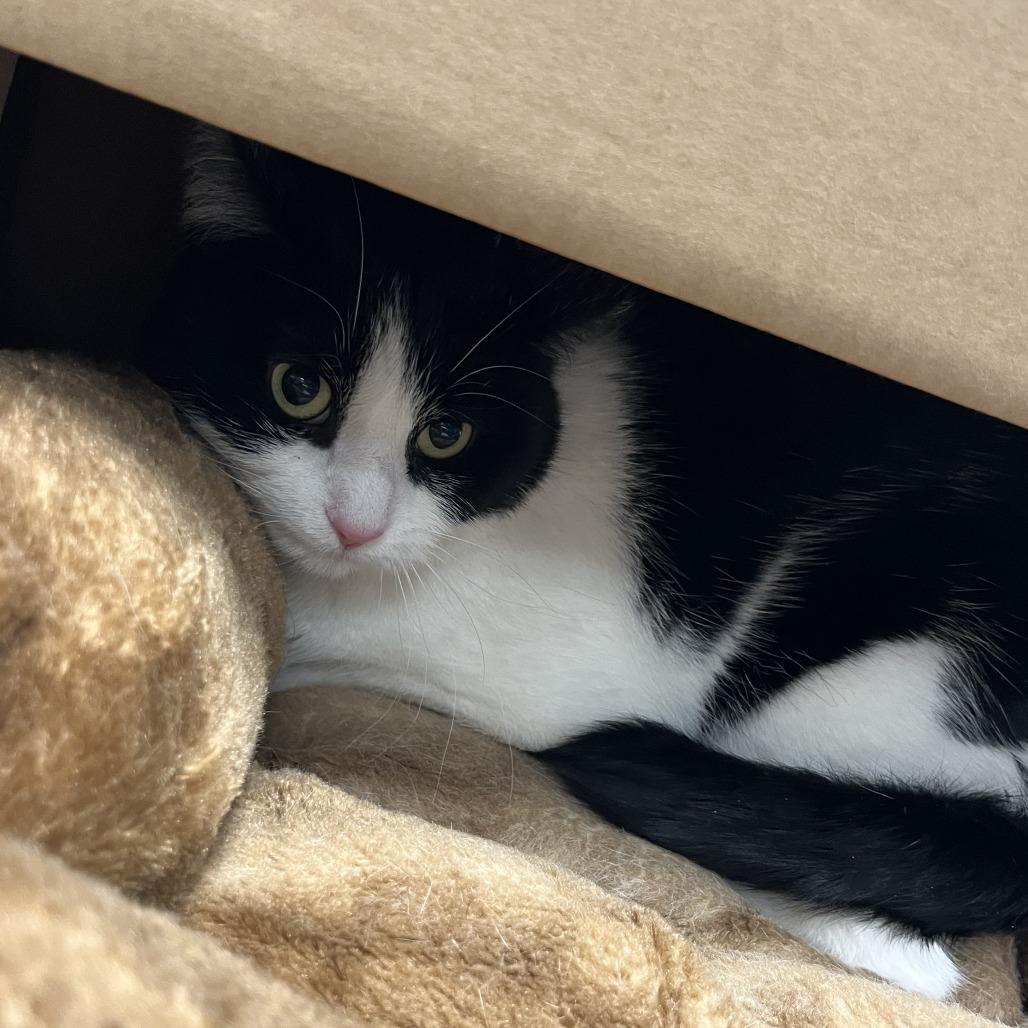 Enlarge Nebula, a Adoptable Domestic Long Hair in Cheyenne, WY image 4/4