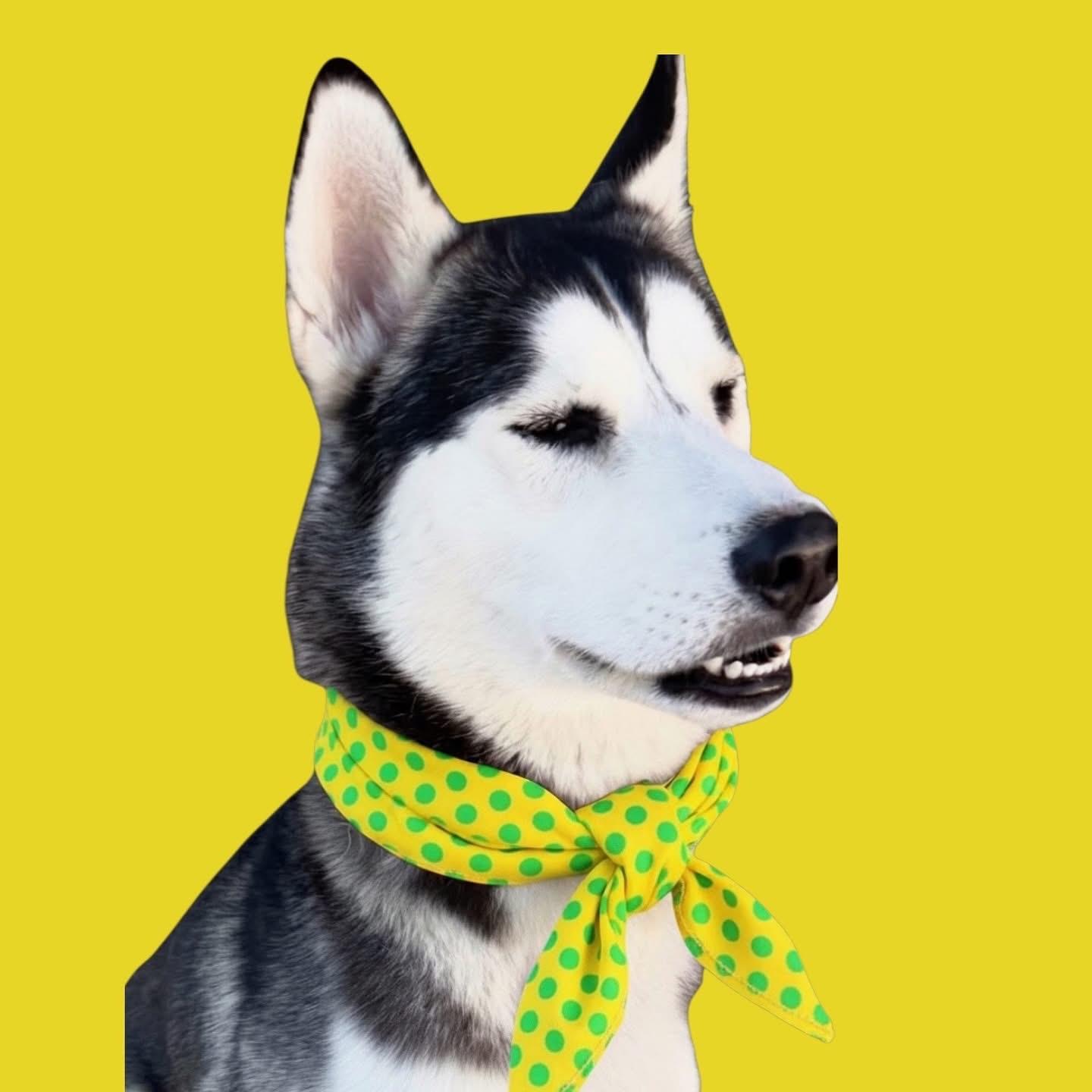 Max-ADOPT Me, ADOPTABLE, Adult Male Husky.
