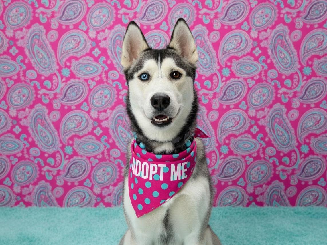 Enlarge Max-ADOPT Me, a ADOPTABLE Husky in Redondo Beach, CA image 2/6