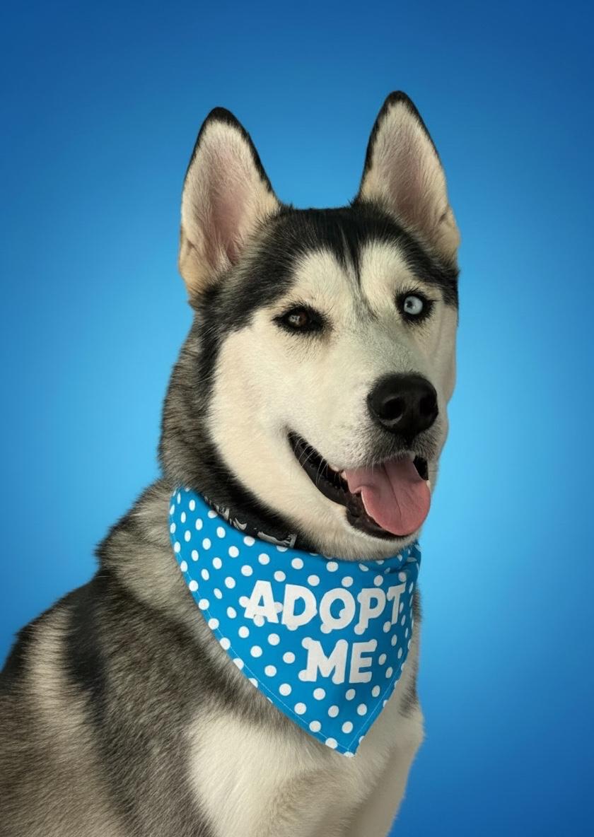 Enlarge Max-ADOPT Me, a ADOPTABLE Husky in Redondo Beach, CA image 4/6