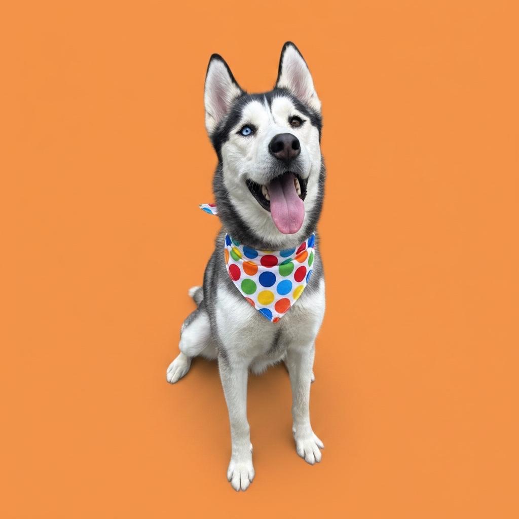 Enlarge Max-ADOPT Me, a ADOPTABLE Husky in Redondo Beach, CA image 5/5