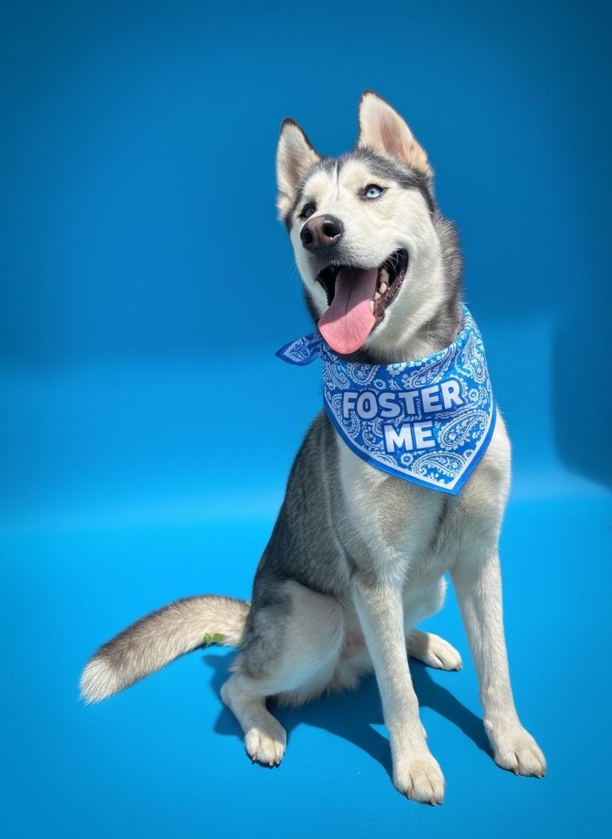 Max-ADOPT Me, ADOPTABLE, Adult Male Husky.