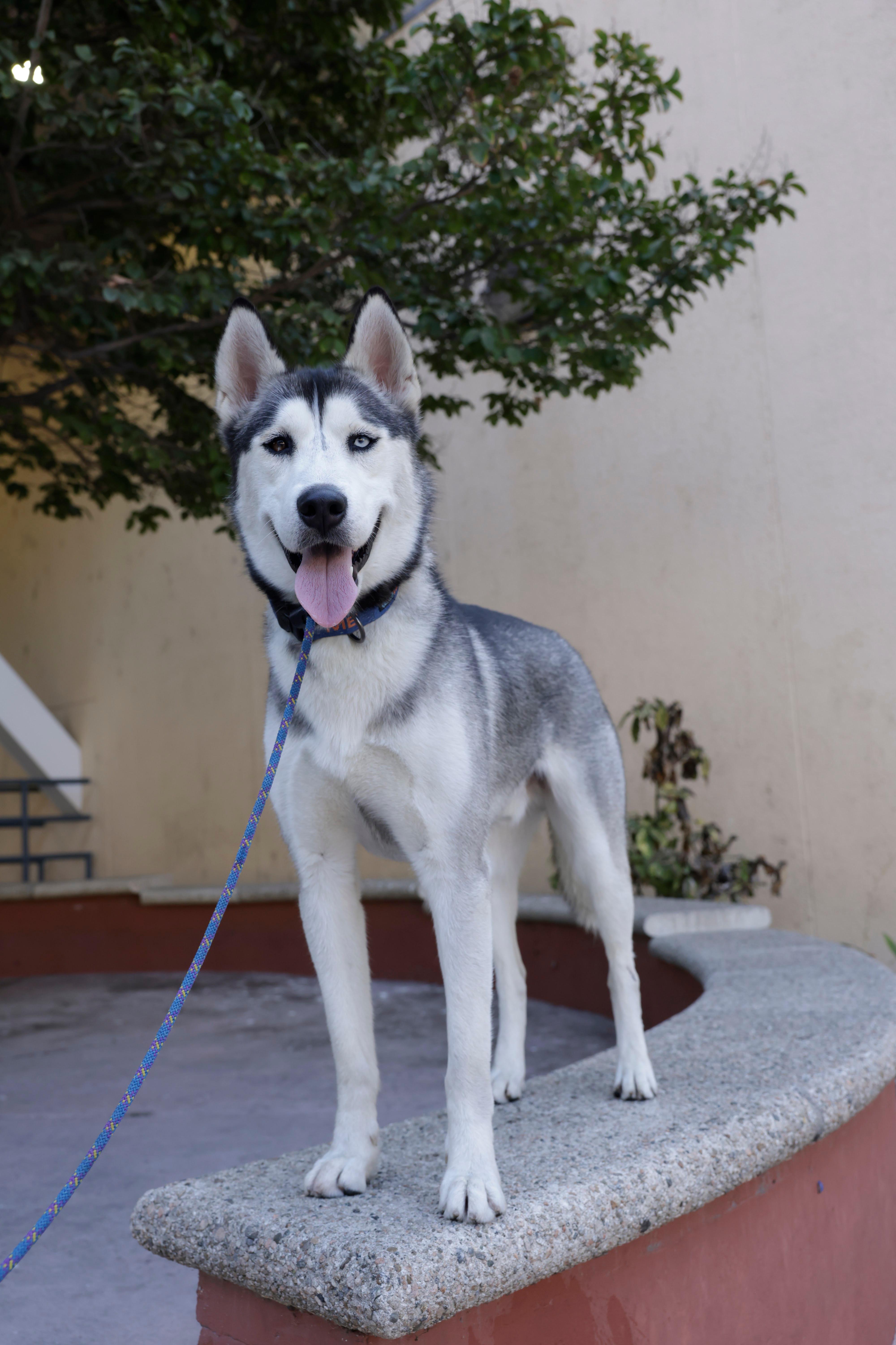 Max-ADOPT Me, ADOPTABLE, Adult Male Husky.