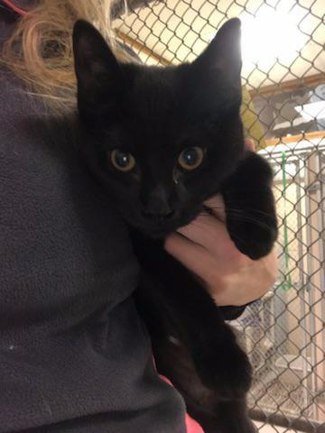 Enlarge Jacob Powers, a Adopted mixed breed in Findlay, OH image 1/1
