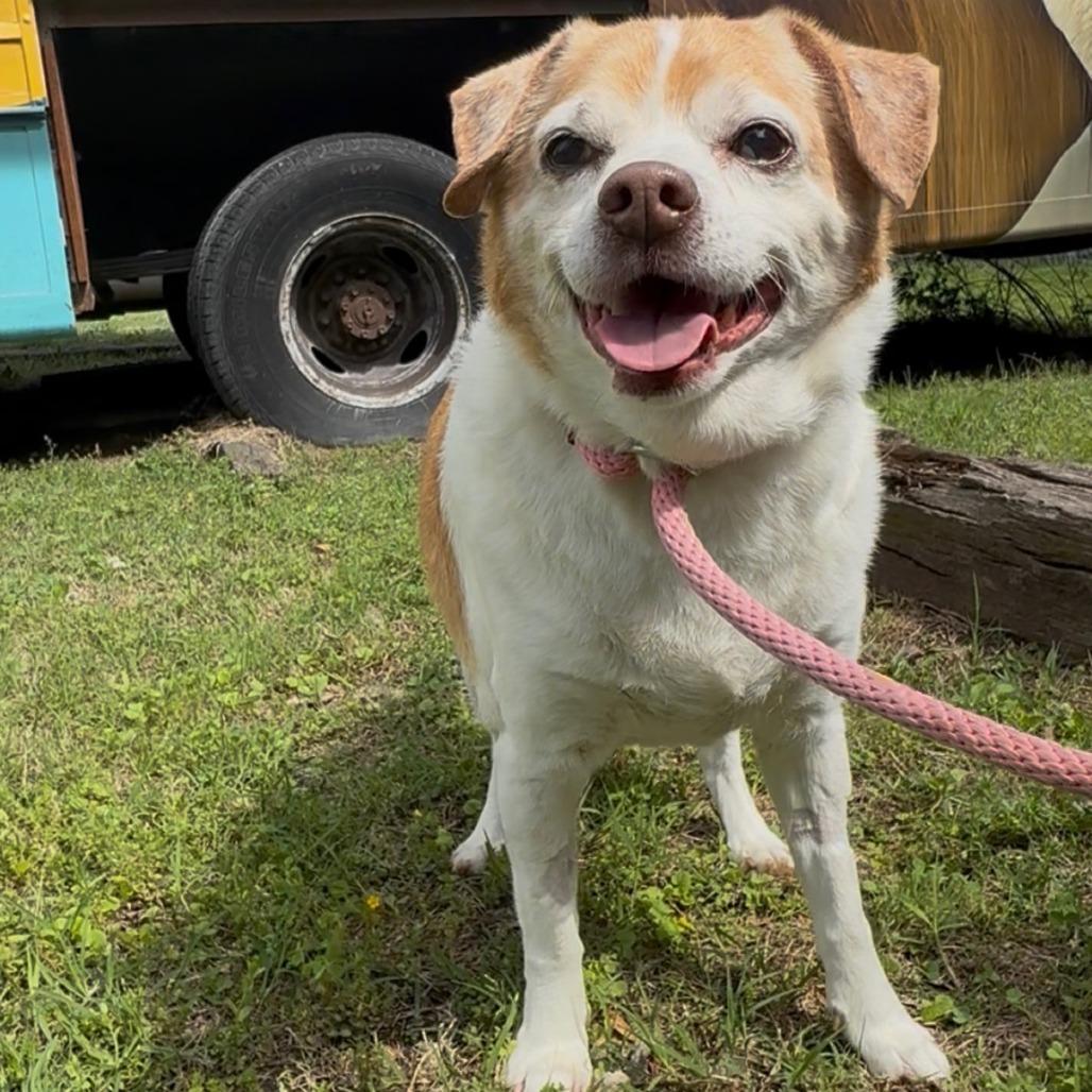 Enlarge Soll, a Adoptable mixed breed in Tulsa, OK image 1/1