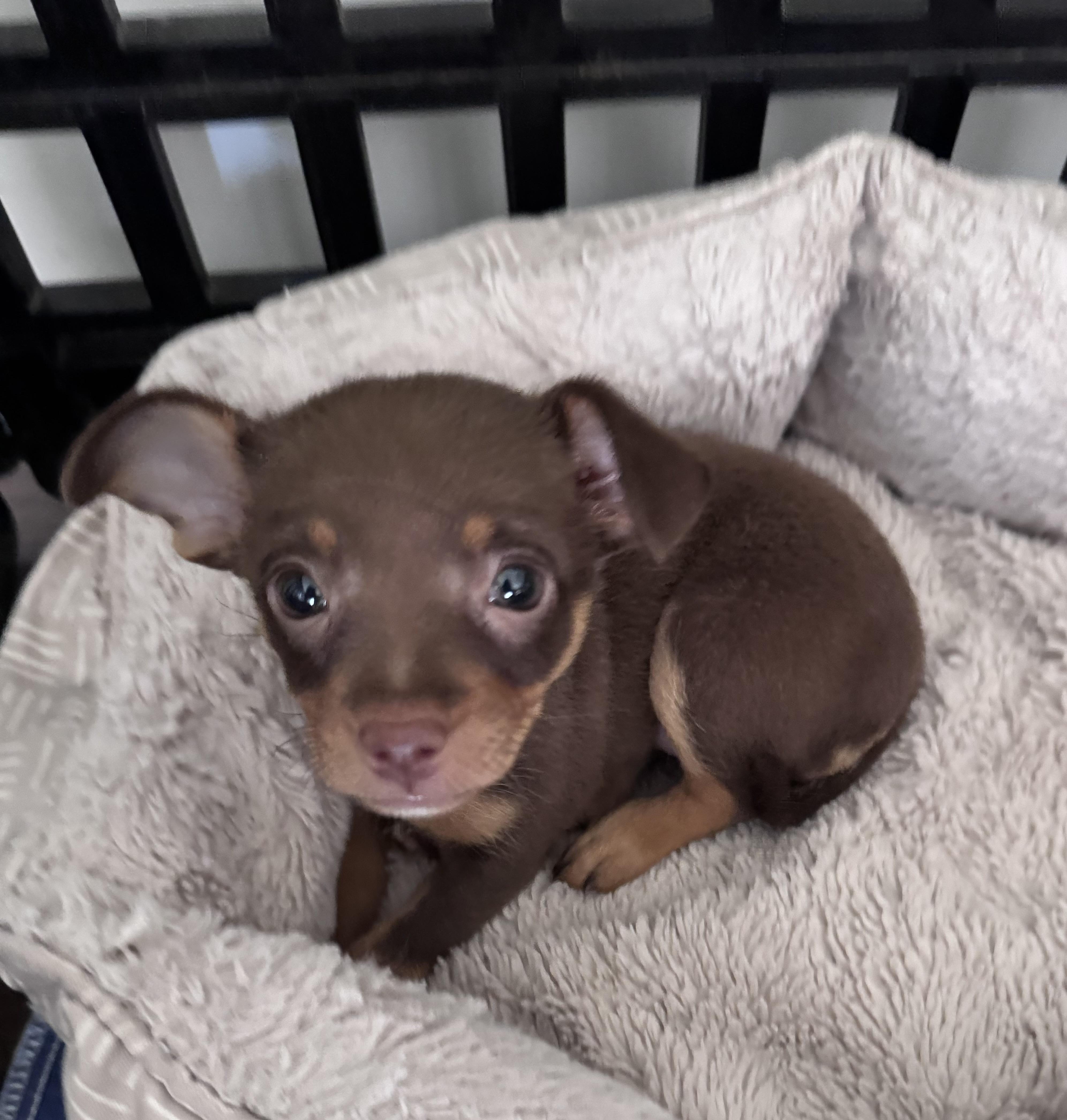 Enlarge Nutmeg, a Adopted mixed breed in Monroe, NC image 1/5